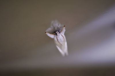 Close-up of white flower