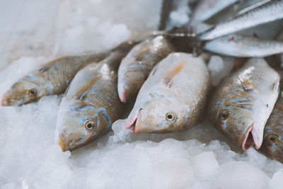 Close-up of seafood for sale on fish market