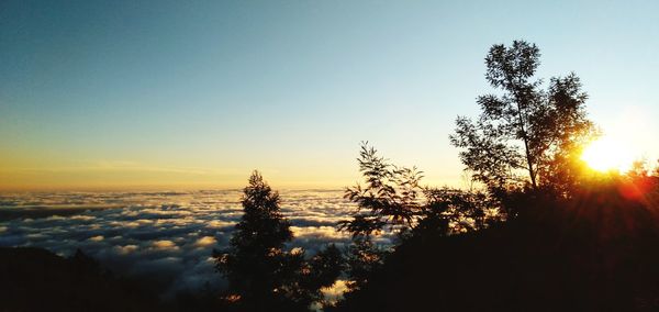 Silhouette trees at sunset