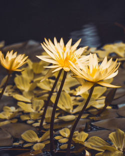 Close-up of yellow flowering plant