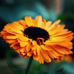 Close-up of yellow flower