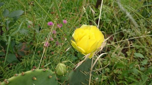 Close-up of yellow flower