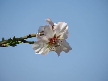 Low angle view of cherry blossom against clear sky