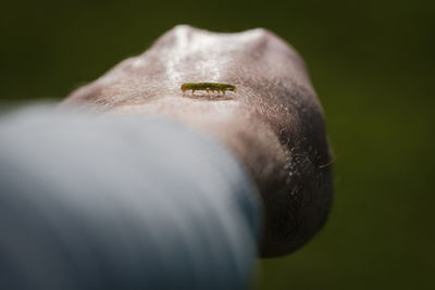 Close-up of insect on hand