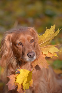 Close-up of a dog looking away