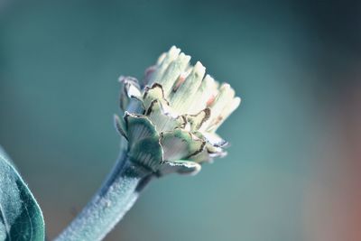 Close-up of flowering plant