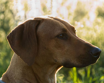 Close-up of a dog looking away