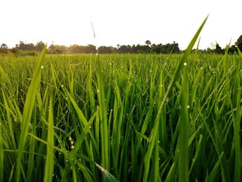 Close-up of wheat field against clear sky