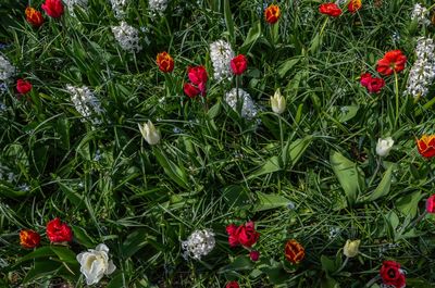 Red poppy flowers blooming on field