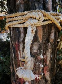 Close-up of tree trunk in forest