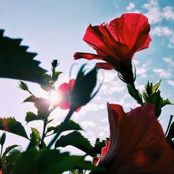 Close-up of red flower blooming against sky