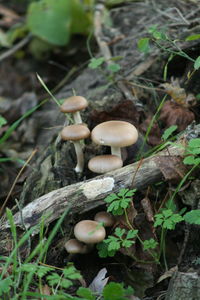 Close-up of mushroom growing in forest