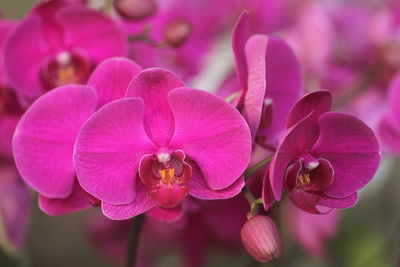 Close-up of pink orchids