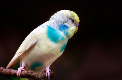 Close-up of parrot