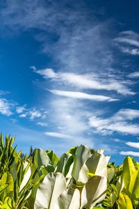 Plants against blue sky