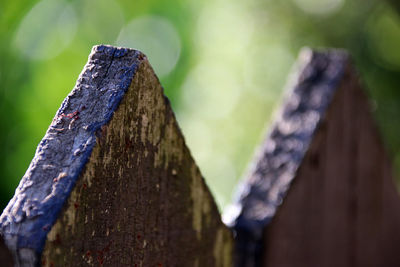 Close-up of wood