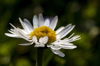 Close-up of white daisy flower