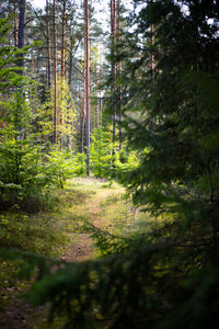 Trees growing in forest