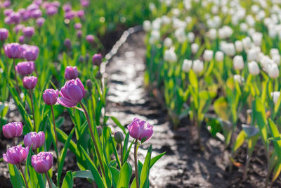 Close-up of purple crocus flowers on field