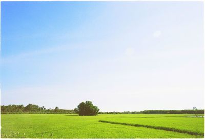 Scenic view of field against clear sky