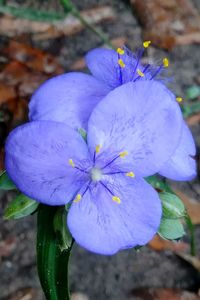 Close-up of blue flower blooming outdoors