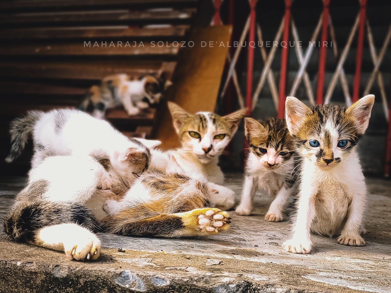 cat, pet, mammal, animal themes, animal, domestic animals, domestic cat, feline, kitten, group of animals, small to medium-sized cats, felidae, whiskers, looking at camera, portrait, no people, young animal, carnivore, cute, sitting, two animals