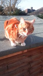 Cat looking away