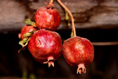 Close-up of pomegranate