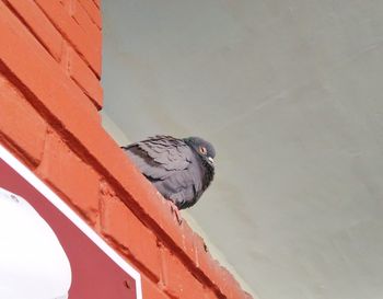 Close-up of bird perching on wall