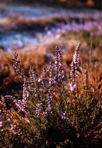 Wild heather growing beside a track in the new forest