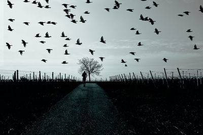 Flock of birds flying over land