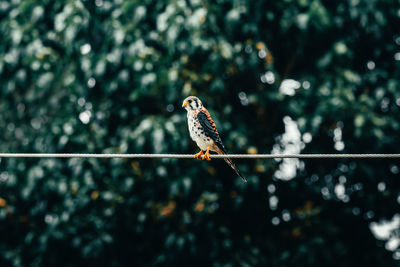 Beautiful common kestrel falcon standing on a cable in the rural fields of puerto rico