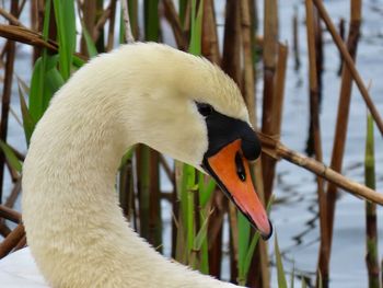 Close-up of swan on her nest