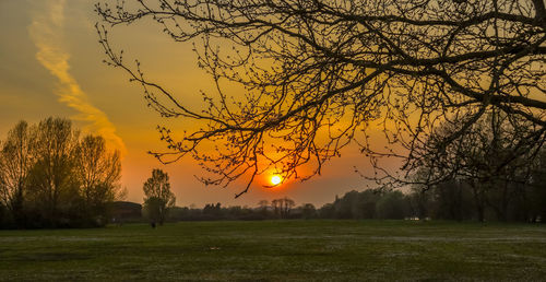 Trees on field against sky during sunset