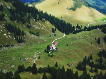 High angle view of trees on field