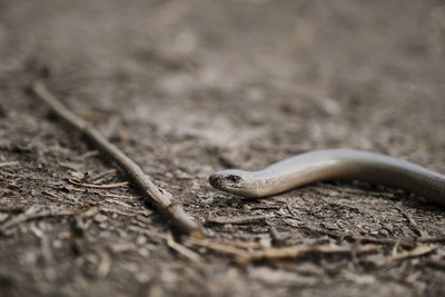 Close-up of lizard on land