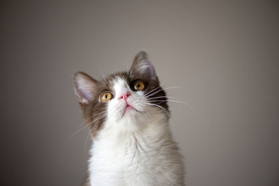 British short hair cat with bright yellow eyes looking up isolated on gray background