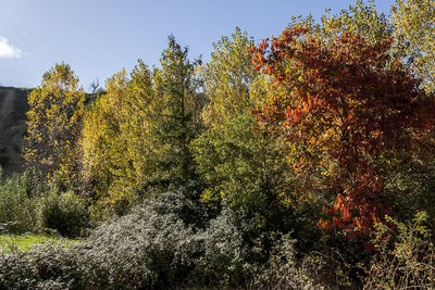 Low angle view of autumnal trees against sky