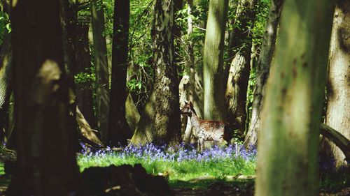 Deer amidst trees in forest