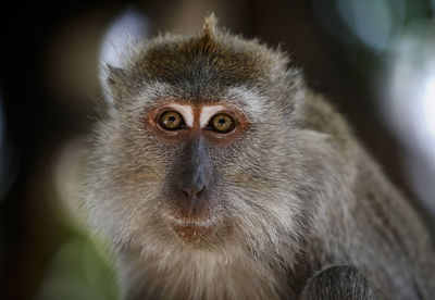 Close-up portrait of a monkey