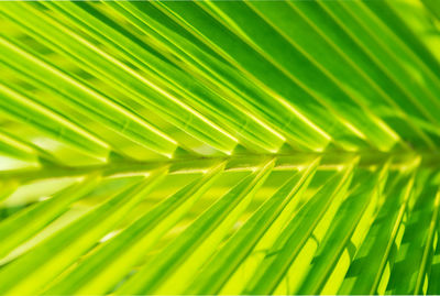 Beautiful green nature coconut leaf , natural greenery coconut leaf using as a background.