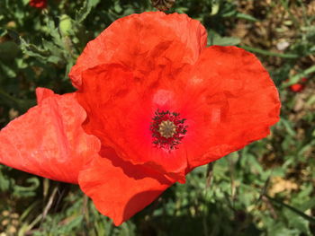 Close-up of red poppy blooming outdoors