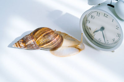 Close-up of snail with clock on table
