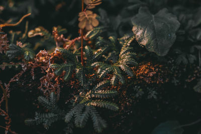 Close-up of leaves on tree