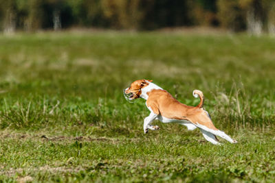 Basenji dog lure coursing competition on green field in summer