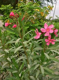 Close-up of pink flowers blooming outdoors