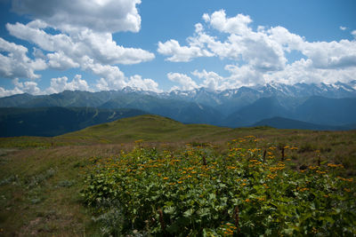 Scenic view of flowering plants on field against sky