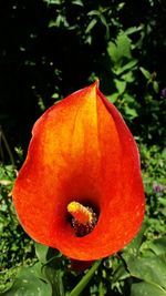 Close-up of orange flower blooming outdoors