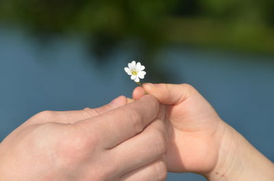 Close-up of hand holding flower