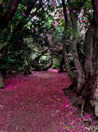 View of flowering trees in park